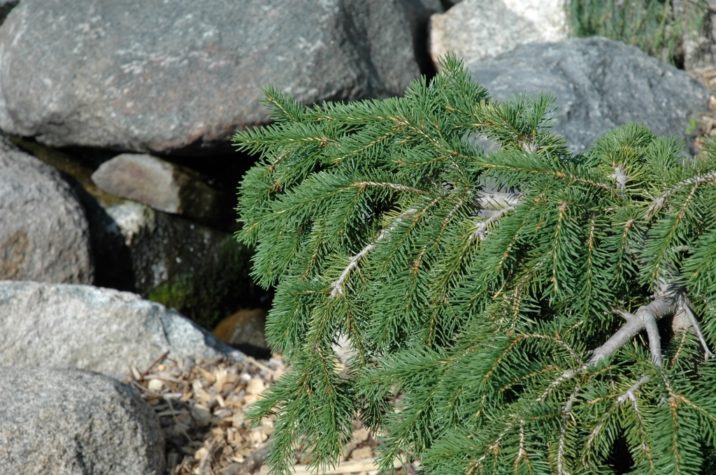 Picea Abies 'Formánek' / Formánek Norway Spruce | Conifer Trinomial ...