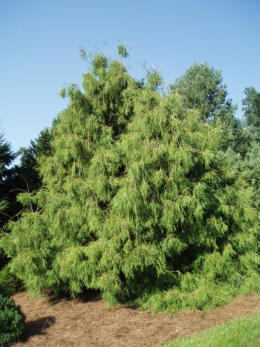 Thuja occidentalis 'Filiformis' / Threadleaf Arborvitae | Conifer ...