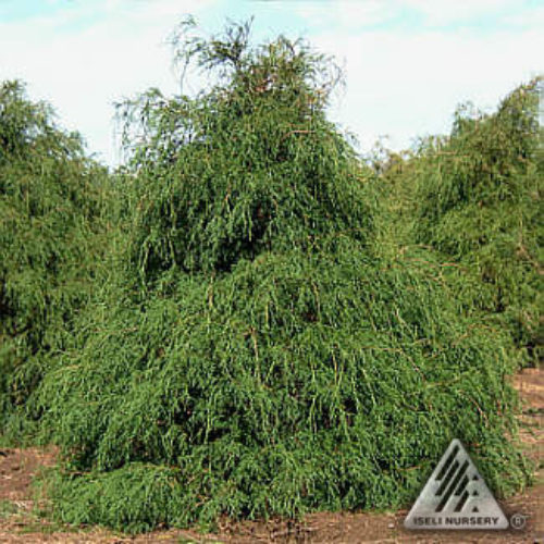 Chamaecyparis Pisifera 'filifera'   Thread-leaf Sawara Cypress 