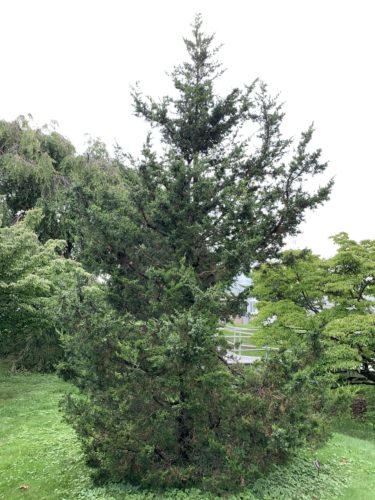 Juniperus Chinensis 'fairview'   Fairview Chinese Juniper 