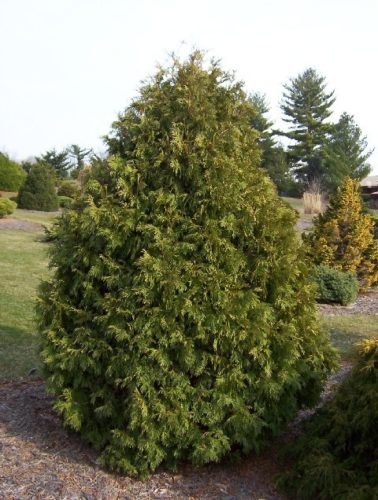 Thuja occidentalis 'Fairmont' | Conifer Trinomial | American Conifer ...