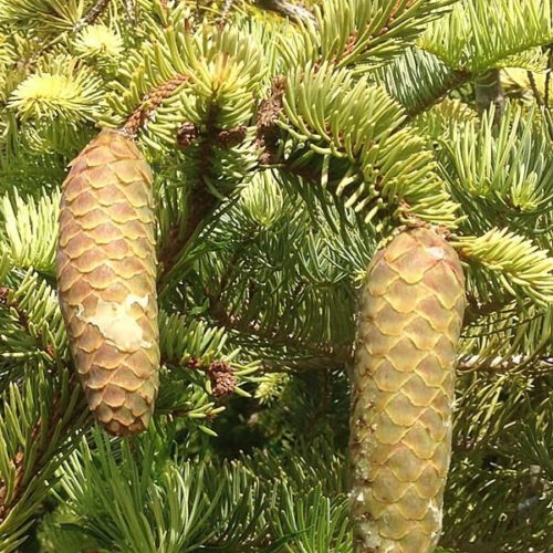 Picea abies 'Elegantissima' / Very Elegant Norway spruce | Conifer ...