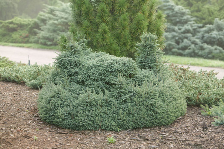 Picea glauca 'Echiniformis' / White Spruce | Conifer Trinomial ...