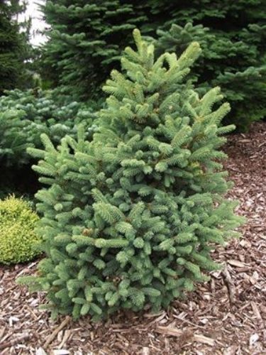 Picea asperata 'Dwarf Form' | Conifer Trinomial | American Conifer Society