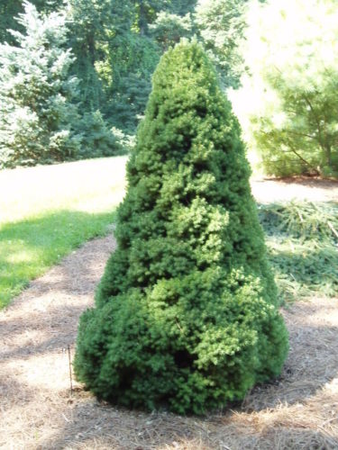 Picea glauca 'Delp's Dwarf' / Delp's Dwarf white spruce | Conifer ...