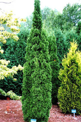 Thuja occidentalis 'DeGroot's Spire' / DeGroot's Spire arborvitae ...