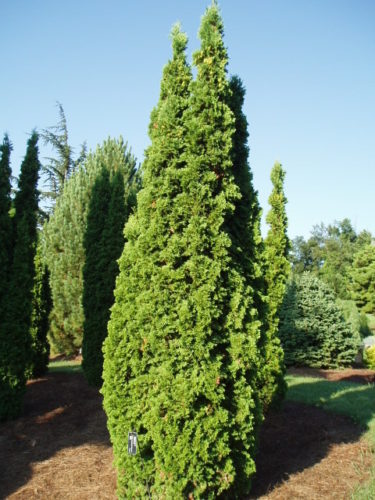 Thuja occidentalis 'DeGroot's Spire' / DeGroot's Spire arborvitae ...