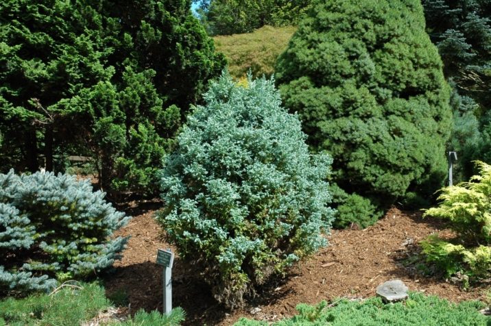 Chamaecyparis pisifera 'Curly Tops' / Curly Tops Sawara cypress ...