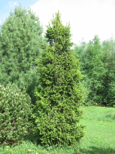 Picea Abies Cupressina Cupressina Norway Spruce Conifer Trinomial American Conifer Society