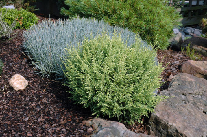 Chamaecyparis pisifera 'Cream Ball' / Cream Ball Sawara cypress ...