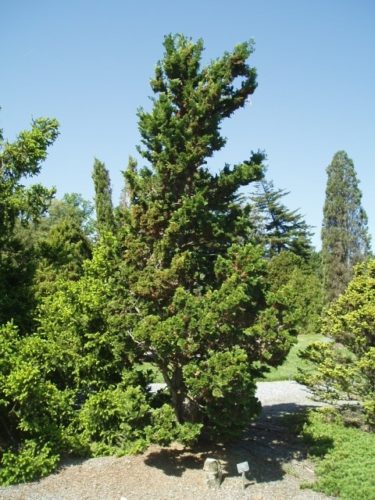 Chamaecyparis obtusa 'Contorta' / contorted Hinoki cypress | Conifer ...