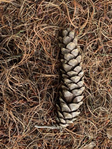 Pinus strobus 'Contorta' / contorted eastern white pine | Conifer ...