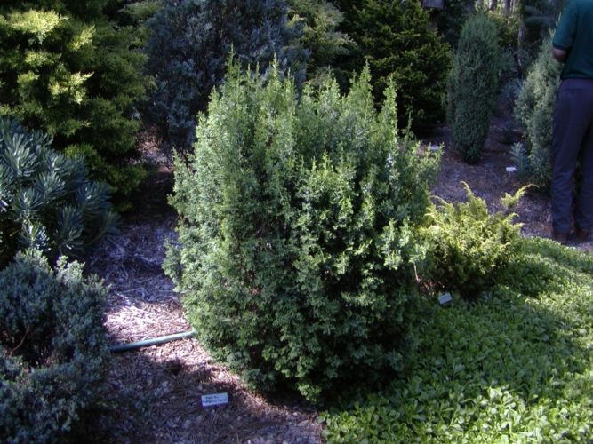 Chamaecyparis thyoides 'Conica' / Conica Atlantic white cypress ...