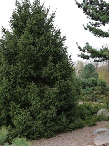 Picea abies 'Compacta Asselyn' / Compact Asselyn Norway spruce ...