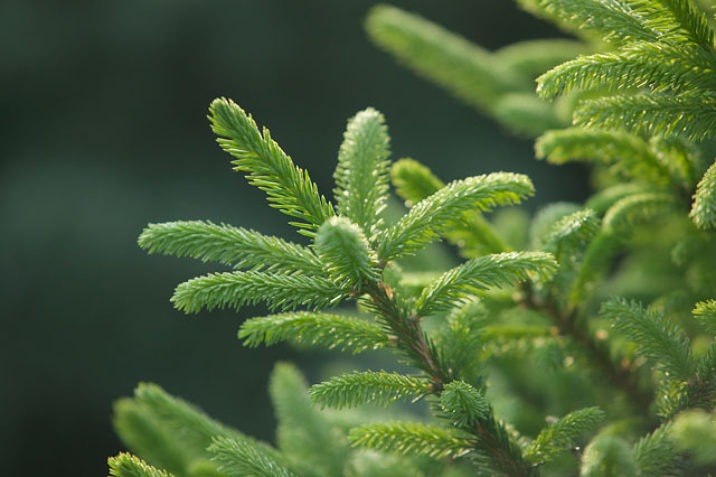 Picea Abies Compacta Asselyn Compact Asselyn Norway Spruce Conifer Trinomial American 6720