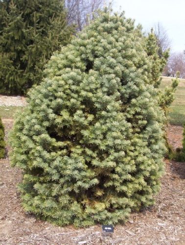 Abies Concolor 'compacta'   Compact White Fir 