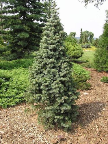 Abies concolor 'Compacta' / compact white fir | Conifer Trinomial ...