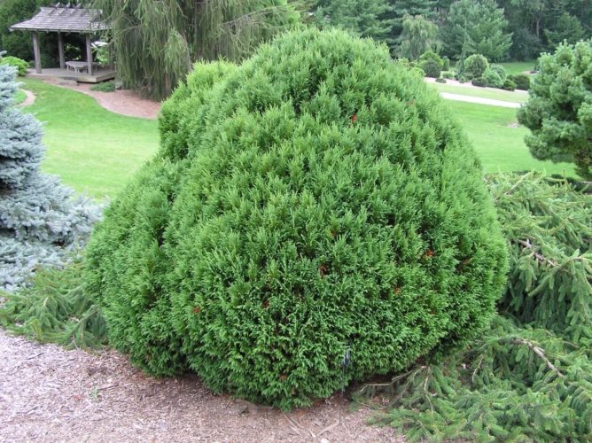 Cupressus Nootkatensis 'compacta'   Compacta Nootka Cypress 