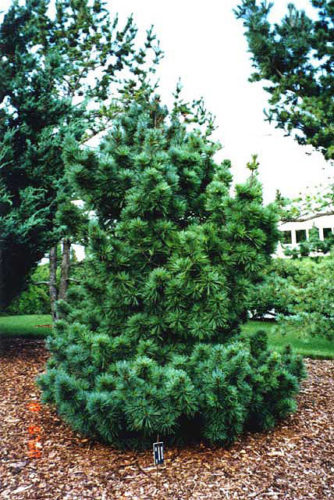 Pinus strobus 'Compacta' | Conifer Trinomial | American Conifer Society