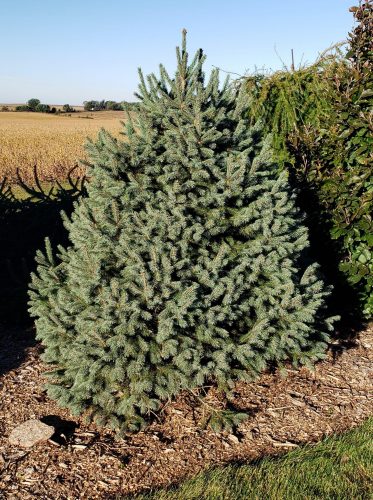 Picea engelmannii 'Compacta' / compact Engelmann spruce | Conifer ...