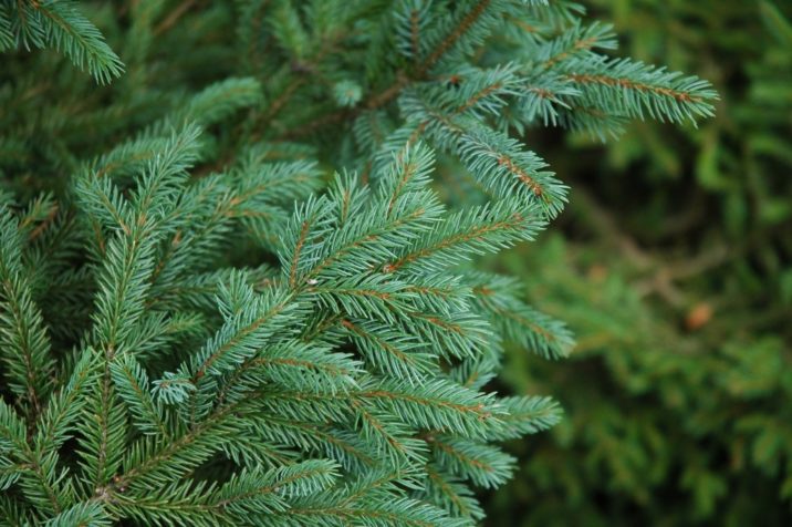 Picea engelmannii 'Compacta' / compact Engelmann spruce | Conifer ...