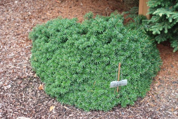 Abies Koreana Cis Cis Korean Fir Conifer Trinomial American Conifer Society