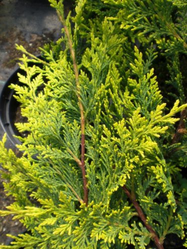 Cupressus × leylandii 'Castlewellan' / Castlewellan Leyland cypress ...