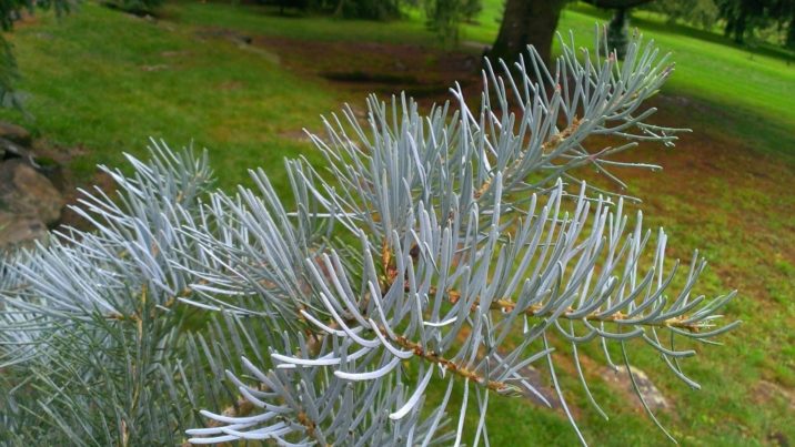 Abies concolor 'Candicans' / Candicans white fir | Conifer Trinomial ...