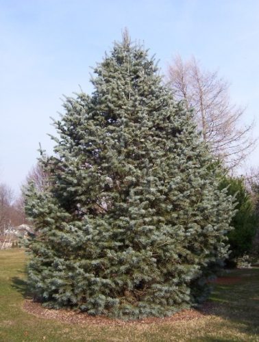 Abies Concolor 'candicans'   Candicans White Fir 