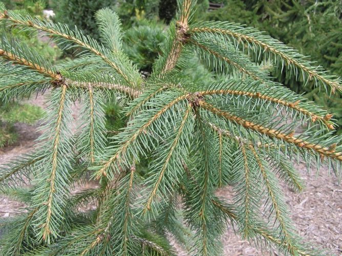 Picea engelmannii 'Bush's Lace' / Bush's Lace Engelmann Spruce ...