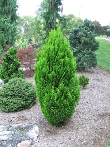 Chamaecyparis lawsoniana 'Broomhill Gold' / Broomhill Gold Lawson ...