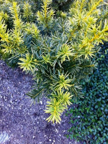 Taxus Cuspidata Dwarf Bright Gold Dwarf Bright Gold Japanese Yew Images