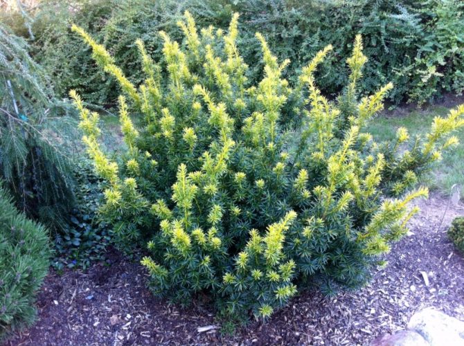 Taxus cuspidata ‘Dwarf Bright Gold’ / Dwarf Bright Gold Japanese Yew