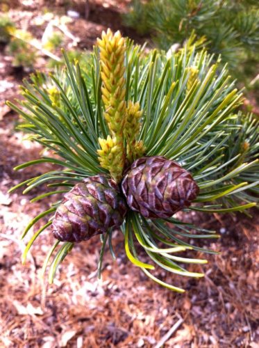 Pinus Parviflora Brevifolia Japanese White Pine Conifer Trinomial American Conifer Society