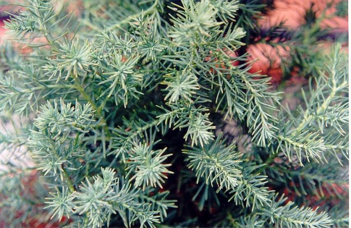 Juniperus conferta 'Blue Pacific' / Blue Pacific Shore juniper ...