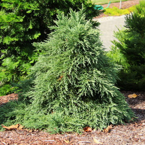 Sequoiadendron giganteum 'Blauer Eichzwerg' / Blue dwarf giant sequoia ...