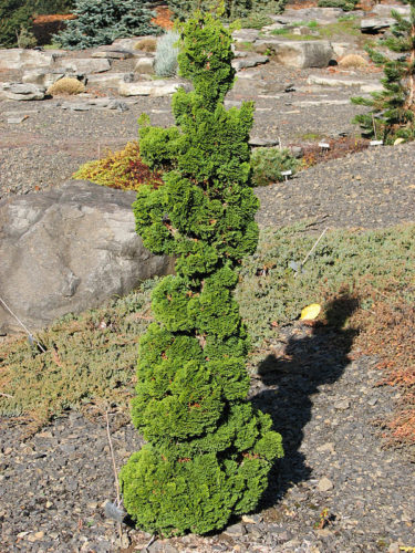 Chamaecyparis obtusa 'Bess' / Bess Hinoki cypress | Conifer Trinomial ...