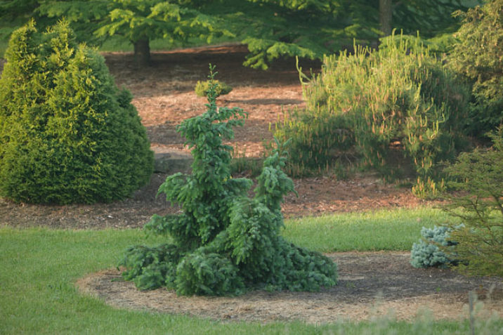 Picea omorika 'Berliner's Weeper' / Serbian Spruce | Conifer Trinomial ...