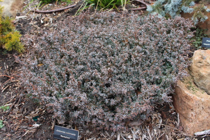 common-juniper-berkshire-winter-color