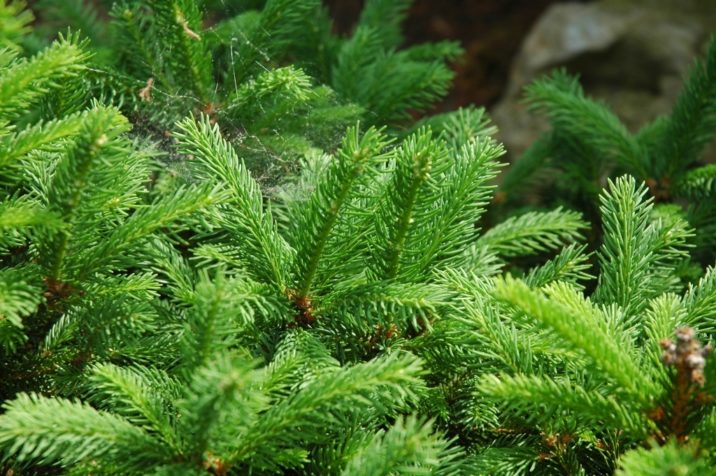 Picea abies 'Barryi' / Barry's Norway spruce | Conifer Trinomial ...