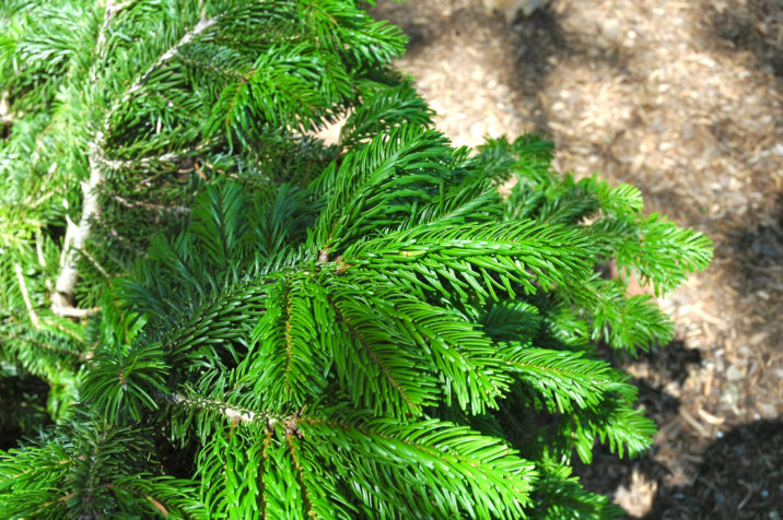 Abies alba 'Barabits Star' / Barabits' Star European silver fir ...