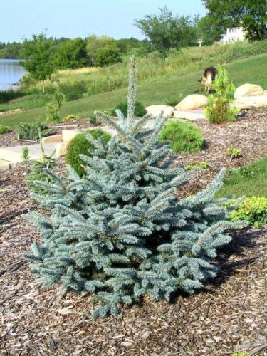 Picea pungens 'Baby Blue Eyes' / Baby Blue Eyes Colorado spruce ...