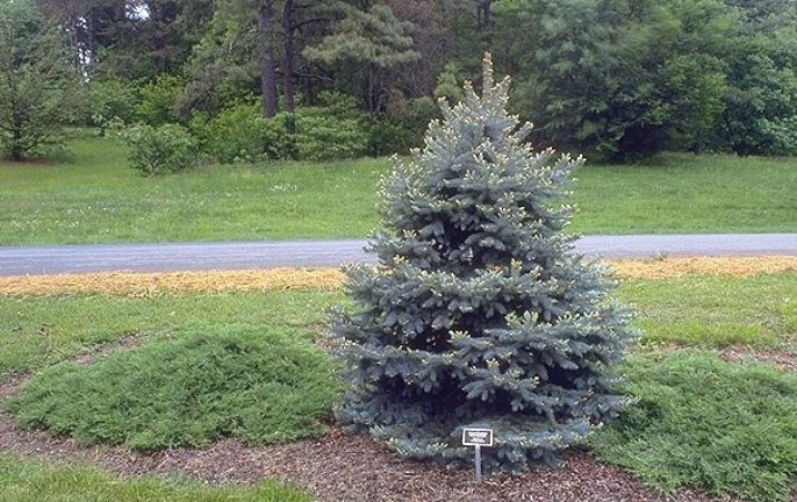 Picea Pungens Baby Blue Eyes Baby Blue Eyes Colorado Spruce Conifer Trinomial American Conifer Society