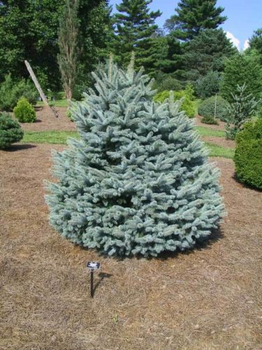 Picea Pungens Baby Blue Eyes Baby Blue Eyes Colorado Spruce Conifer Trinomial American Conifer Society