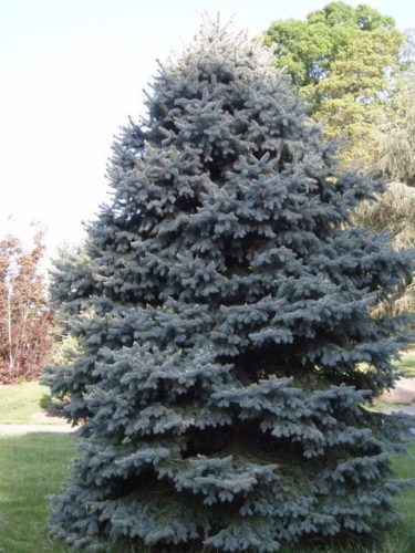 Picea Pungens Baby Blue Eyes Baby Blue Eyes Colorado Spruce Conifer Trinomial American Conifer Society