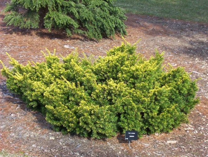 Taxus Cuspidata Aurescens Japanese Yew Conifer Trinomial American Conifer Society