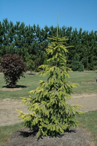 Picea abies 'Aurea Jakobsen' / Jakobsen's golden Norway spruce ...