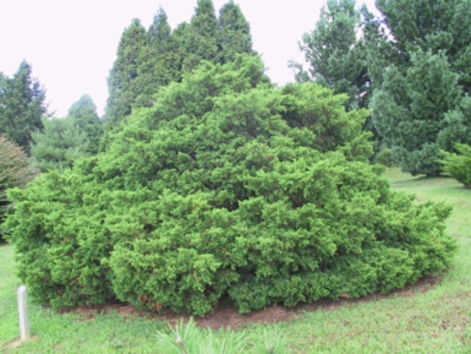 Juniperus chinensis 'Armstrongii' / Armstrong Chinese juniper | Conifer ...