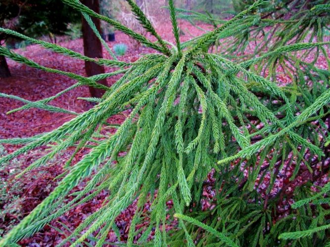 Cryptomeria japonica 'Araucarioides' / Snake-branched Japanese cedar ...