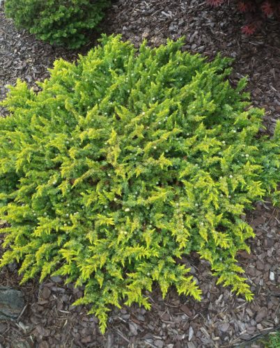 Juniperus conferta 'All Gold' / All Gold shore juniper | Conifer ...